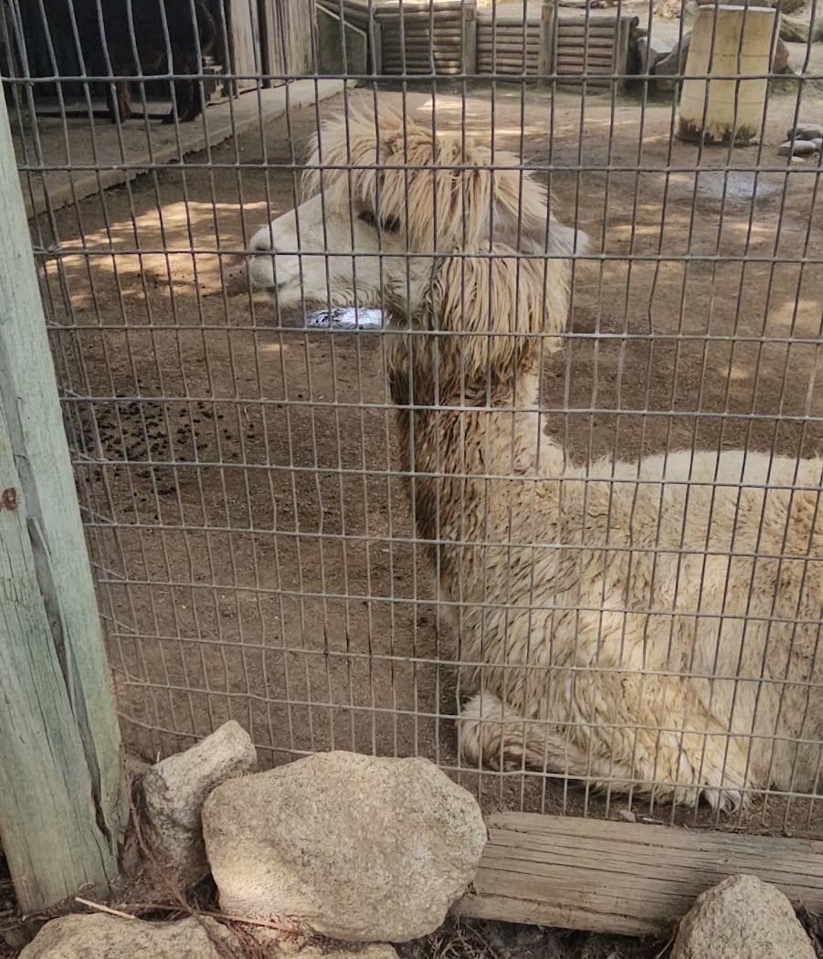 Applegate Park Zoo 3