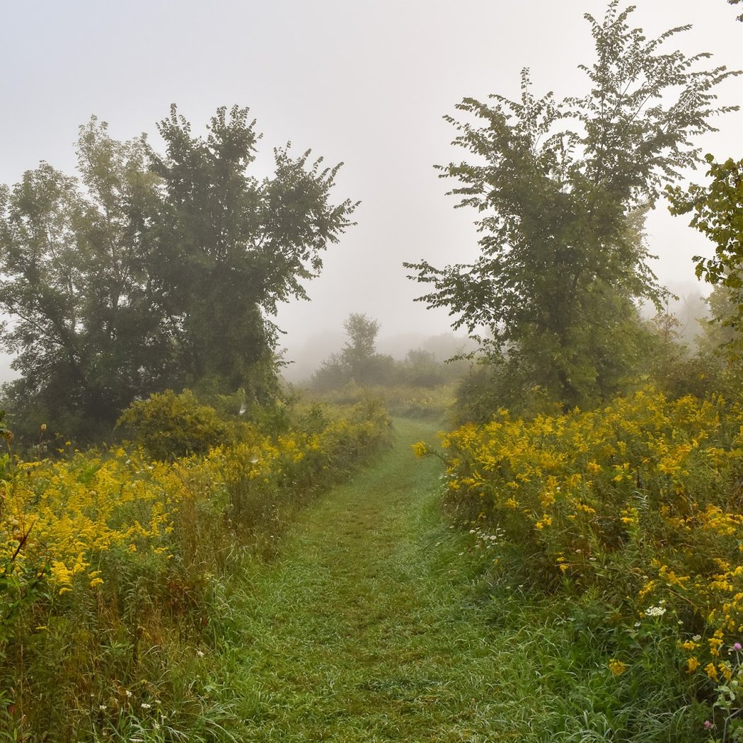 Liberty Pond Nature Area 3