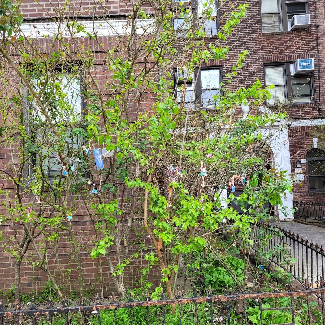 The Pacifier Tree 2
