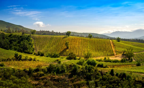 Rails & Reserves: Chilean Wine Dinner 2