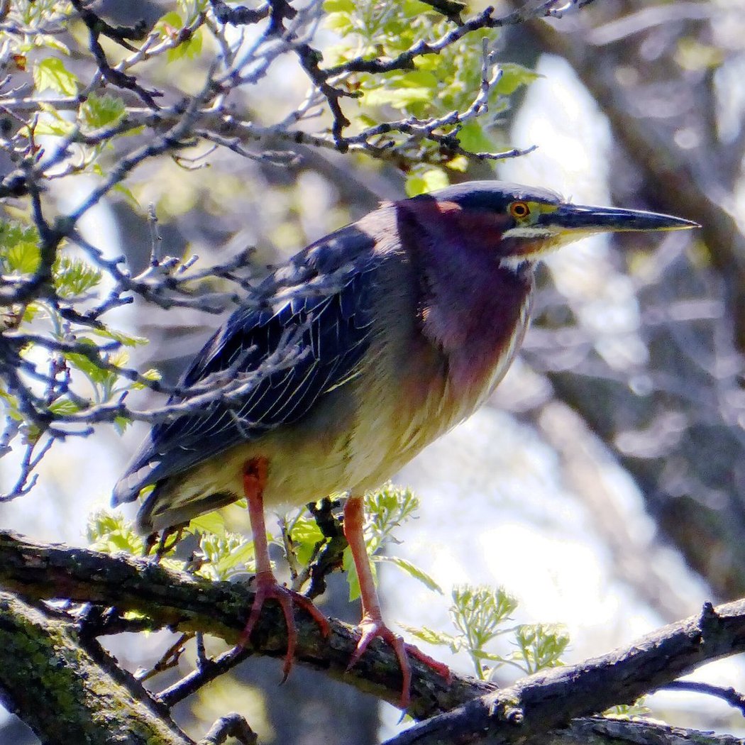 Humboldt Park Bird and Stewardship Day 2
