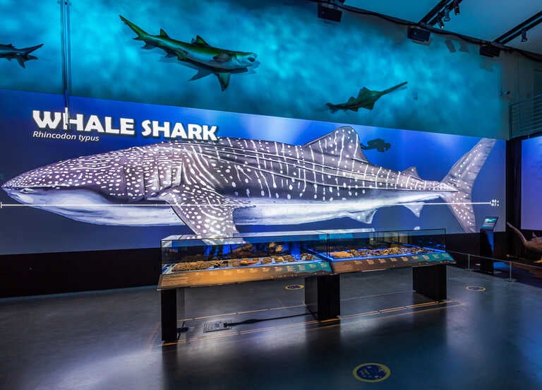 Shark Exhibit 3