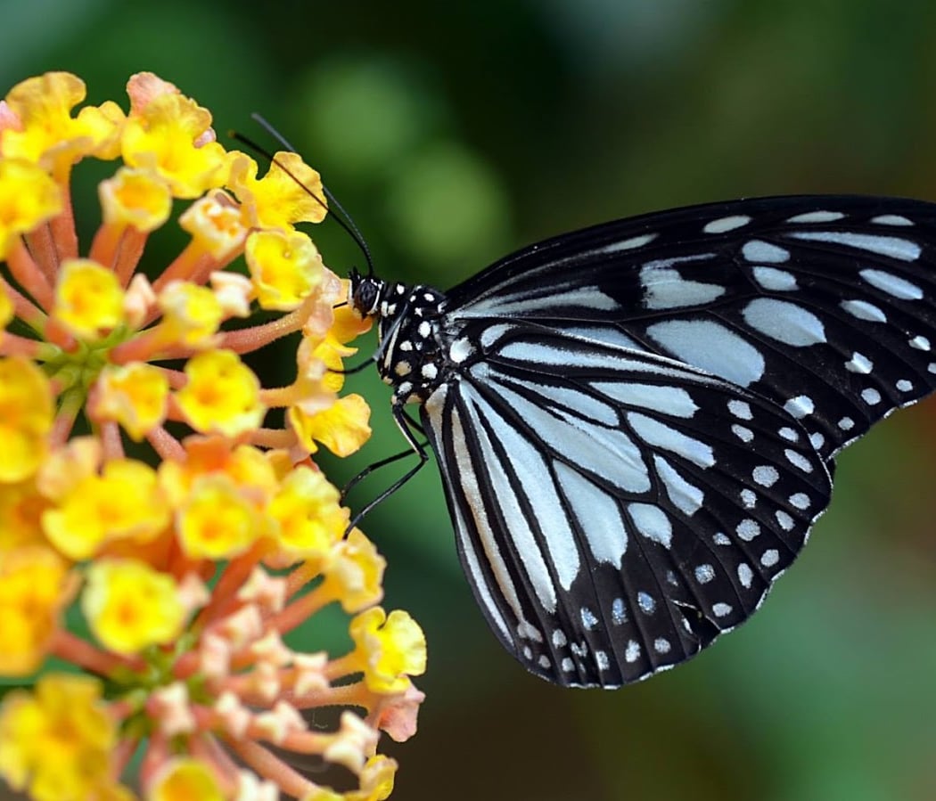 The Butterfly Garden 1