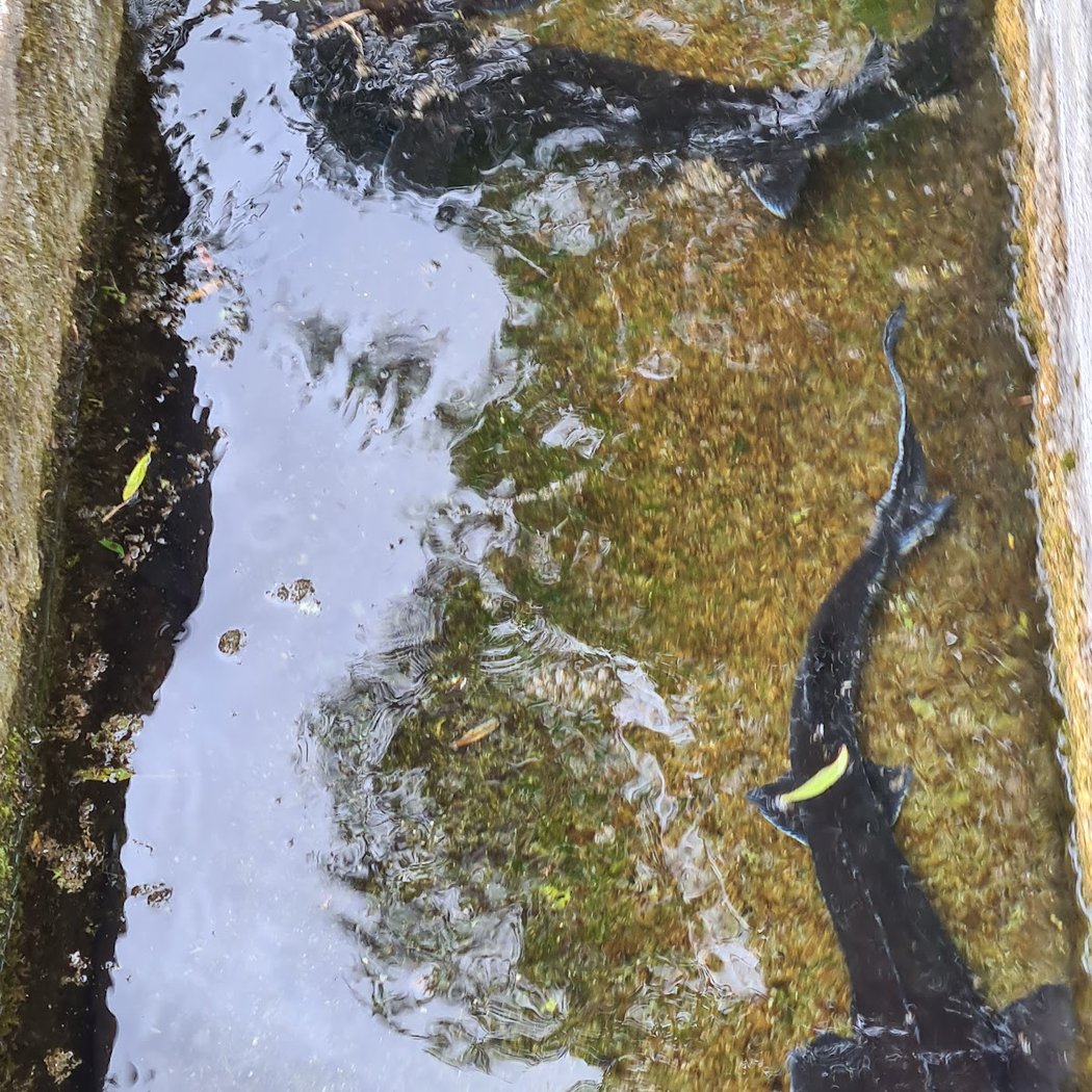 Pisciculture Du Moulin 1