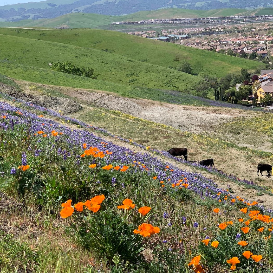 Hidden Valley Open Space 1