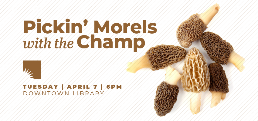 Pickin' Morels with the Champ 1