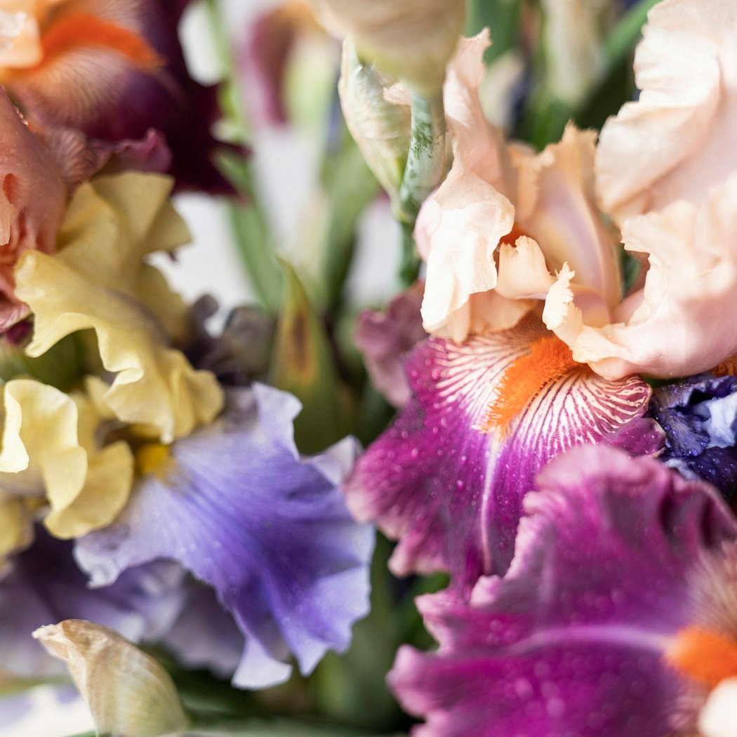 Beautiful, Easy-Care, Bearded Iris 1