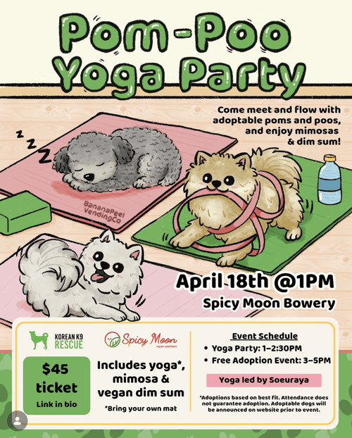 Yoga with Rescue Poodles and Pomeranians 1
