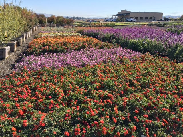 Devil Mountain Wholesale Nursery - Petaluma 2