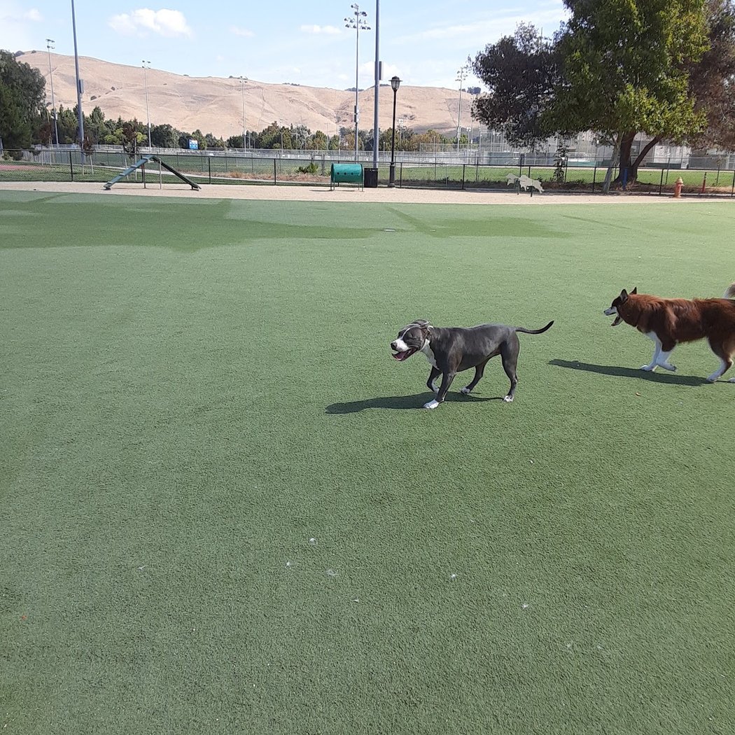 Central Park Dog Park 3