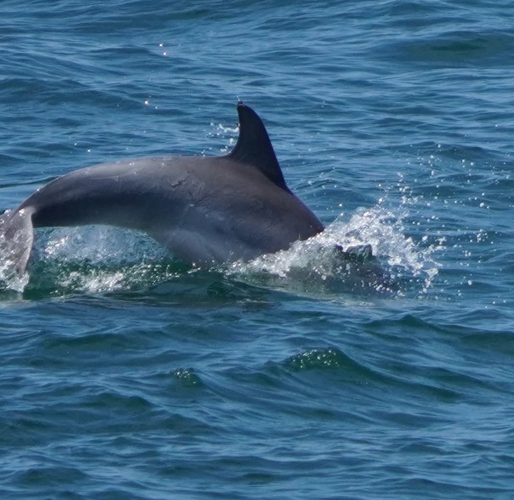 Cape May Whale Watcher, INC 2
