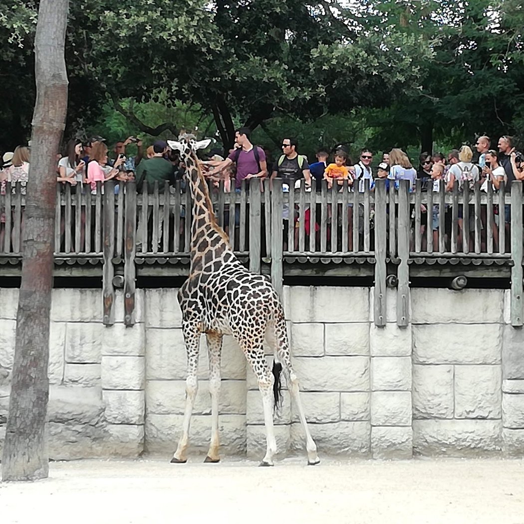 Zoo La Palmyre 2