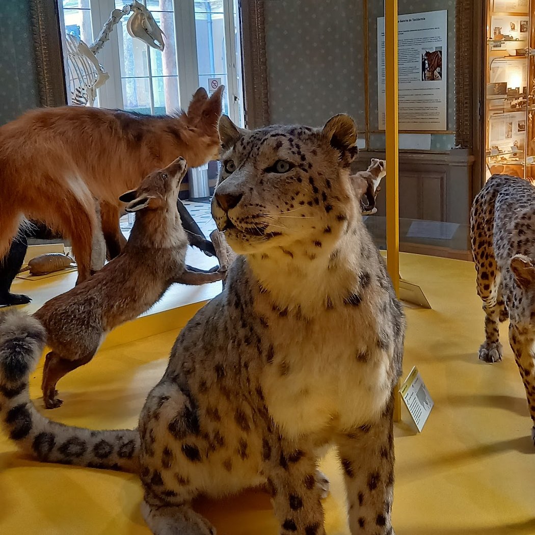 The Museum of Natural Science 1