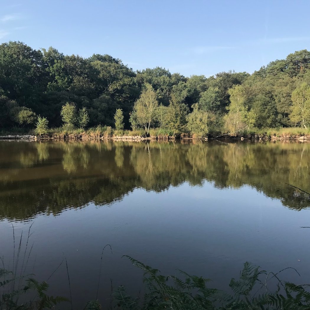 Forêt de Touffou 1