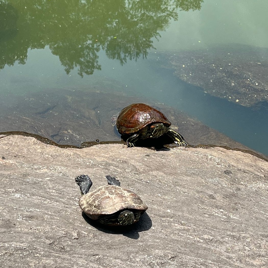The Central Park Turtle Pond 3