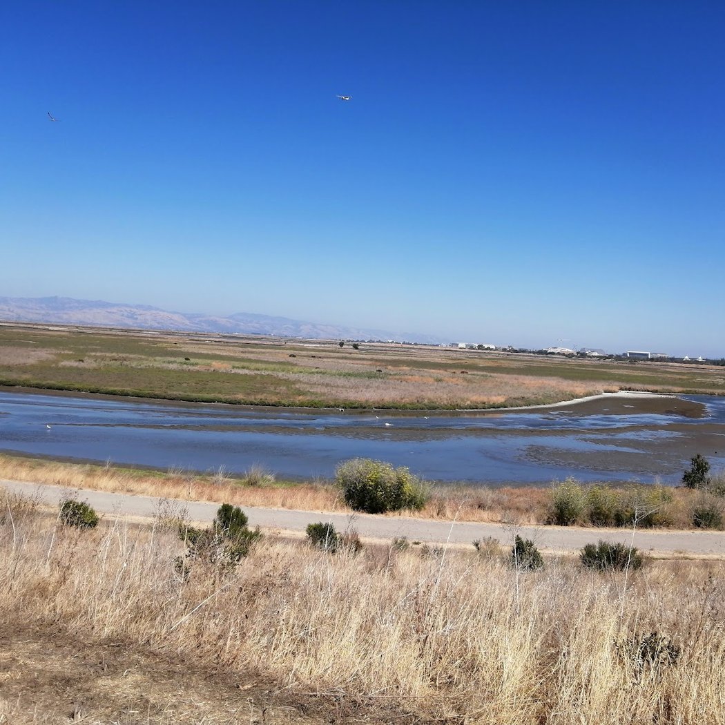 Palo Alto Duck Pond 2