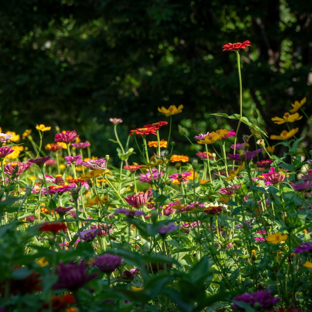 Summer Wildflower Walking Tour of Historic Bellefontaine Cemetery 1
