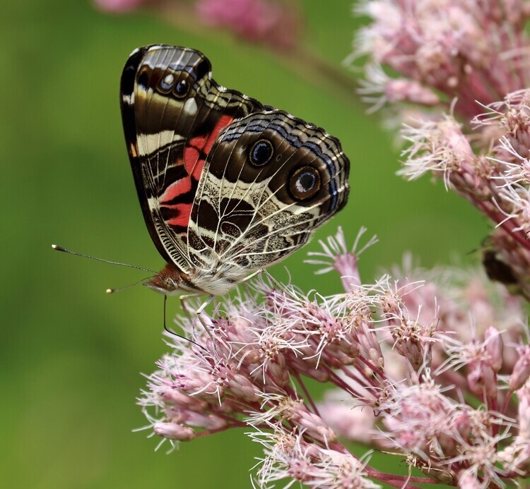 Butterflies and Blooms 3