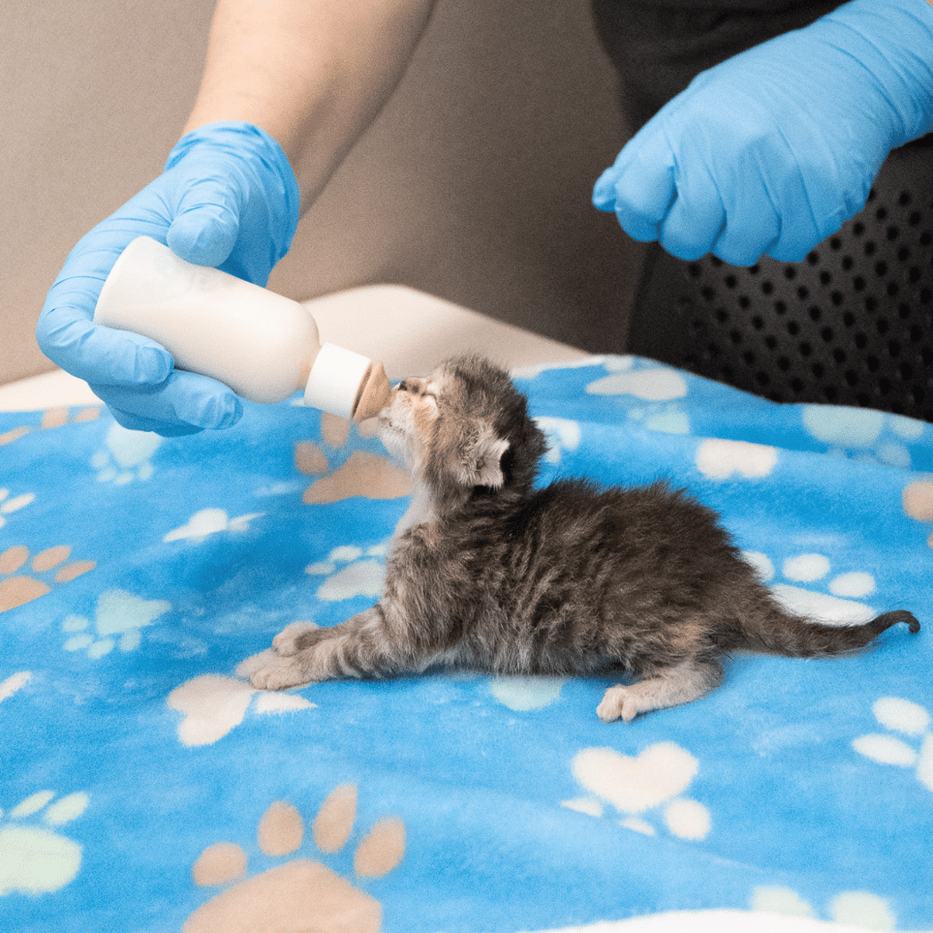Bottle Baby Kitten Training Session 1