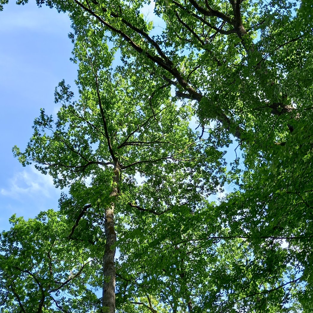 Forêt Domaniale de Loches 3
