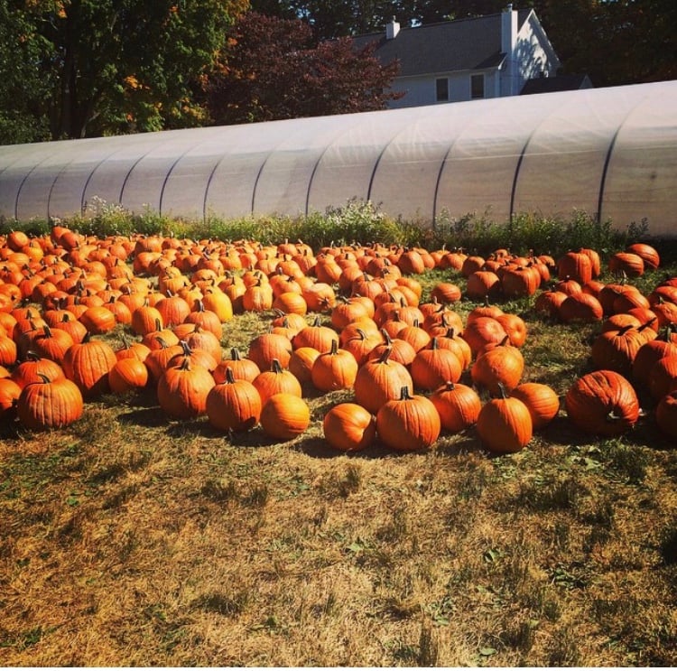 Stuart's Farm 1