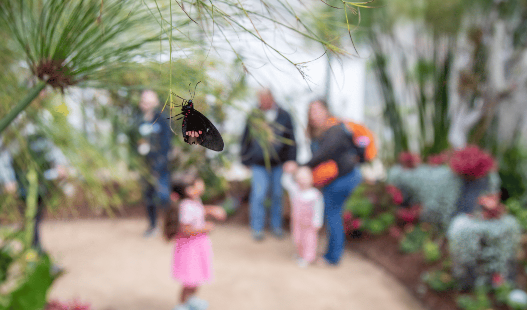 SOAR – Tropical Butterflies 3