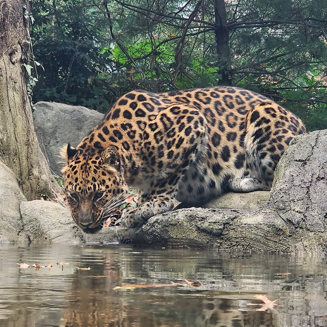 Free Admission at Staten Island Zoo 3