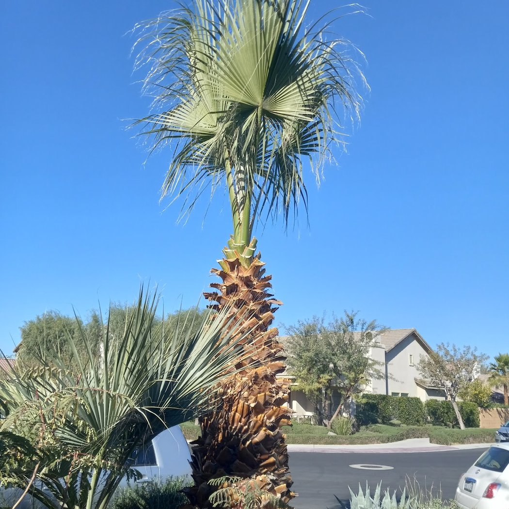 Coachella Valley 3
