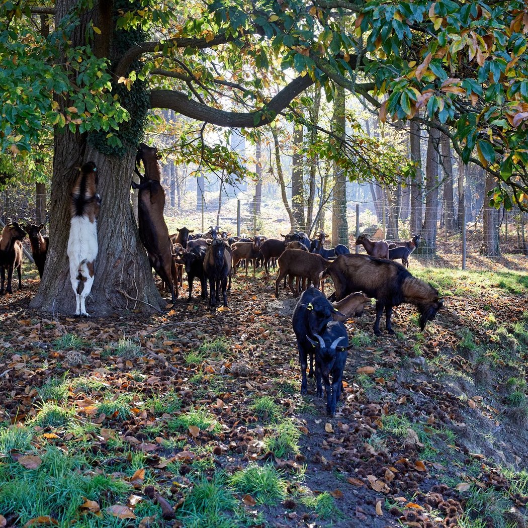Friday Evenings at Ferme de la Tremblaye 1