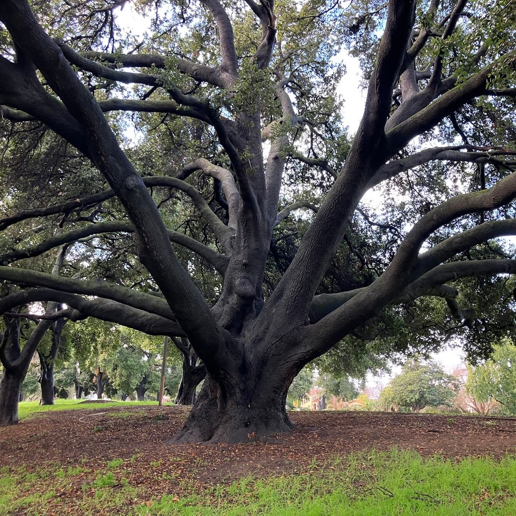 William Street Park 1
