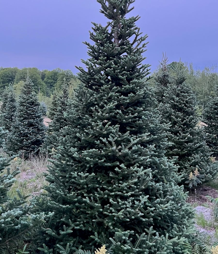Paul LaTorre's Christmas Tree Lot 3