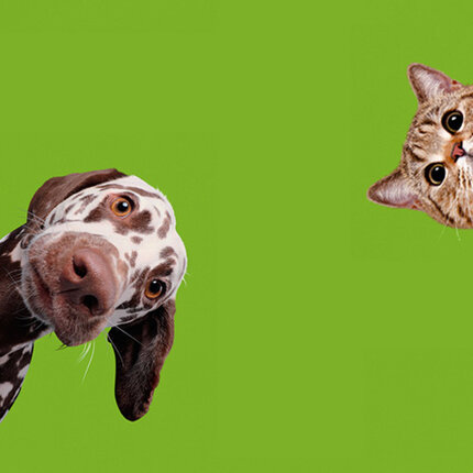 Expo « Chiens et chats » 1