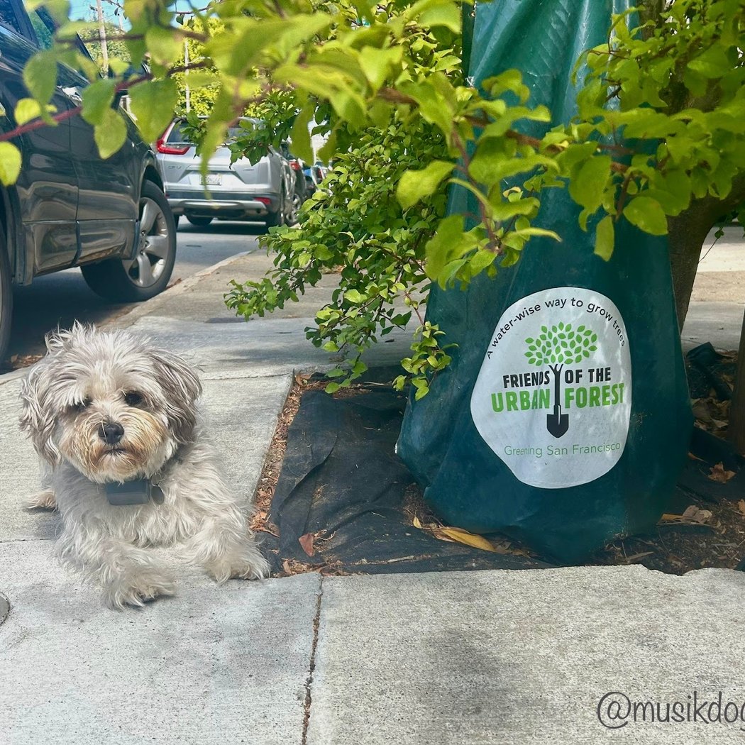 Friends of the Urban Forest 2