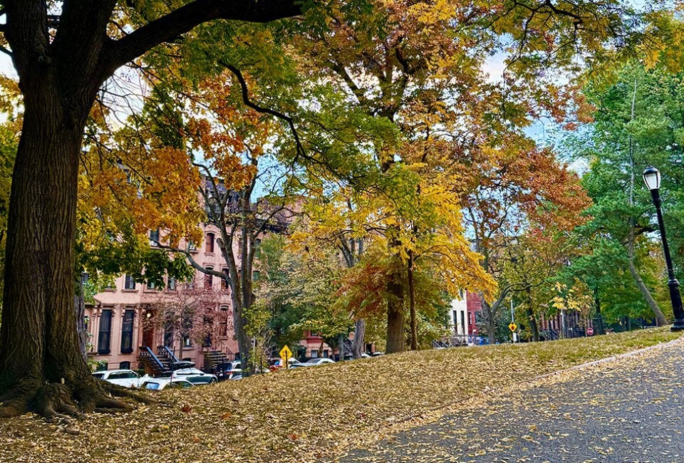 Fort Greene 1