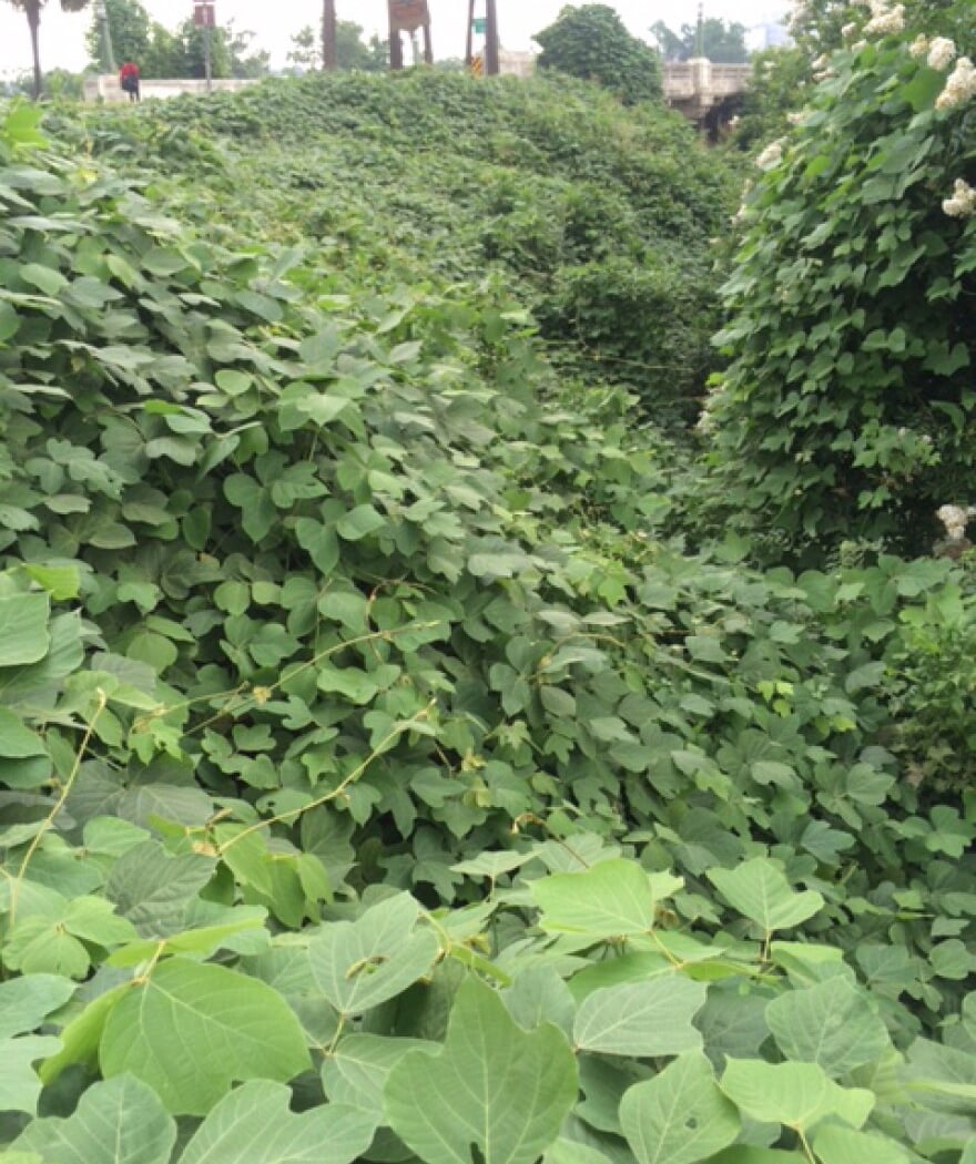 Invasive Species in South Carolina: What Are You and Why Are You Here? 3