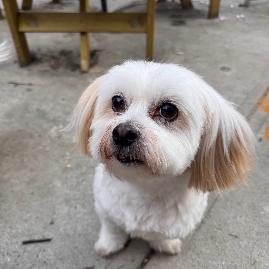Woof Gang Bakery & Grooming Park Slope 3