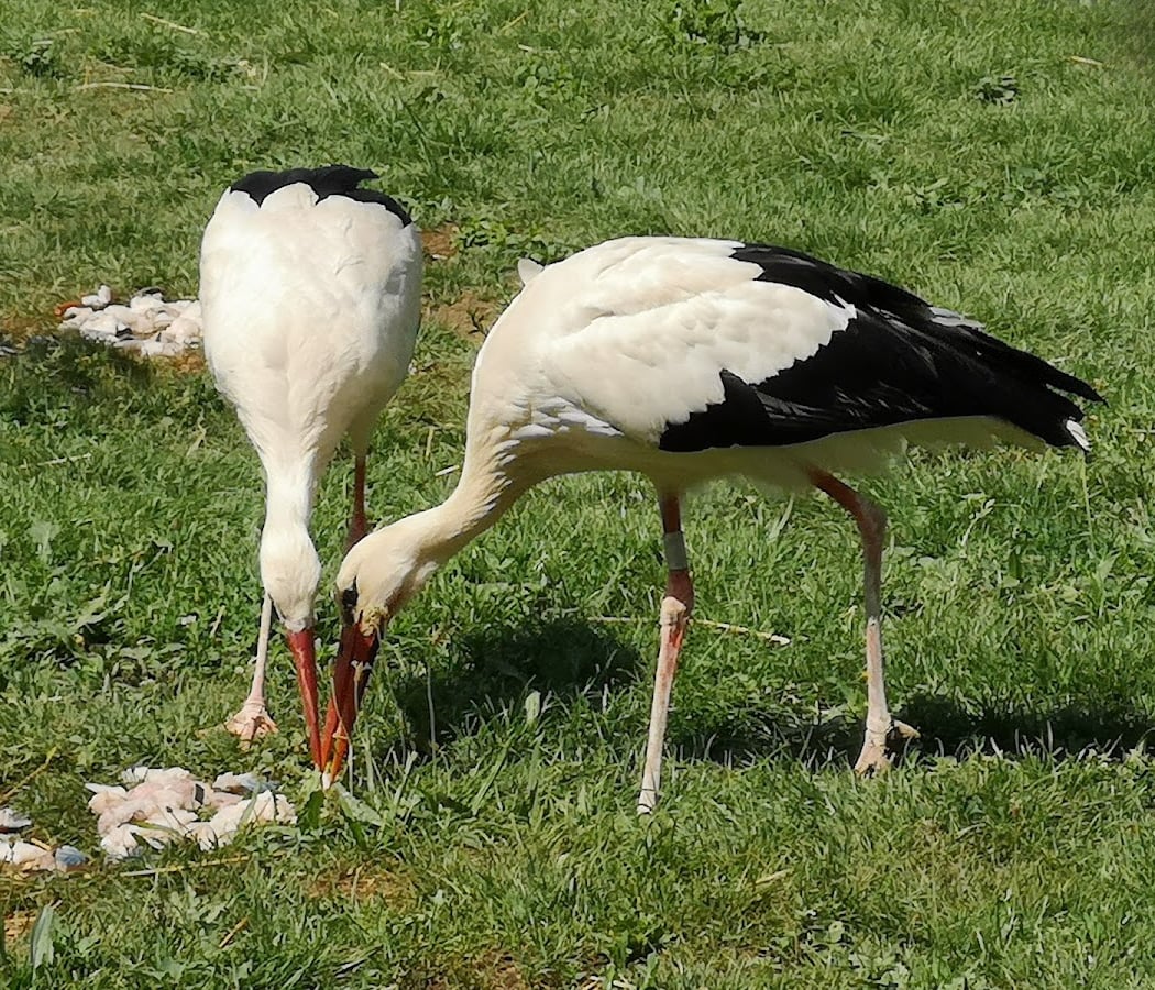 Stork Park Discovery Tour 3