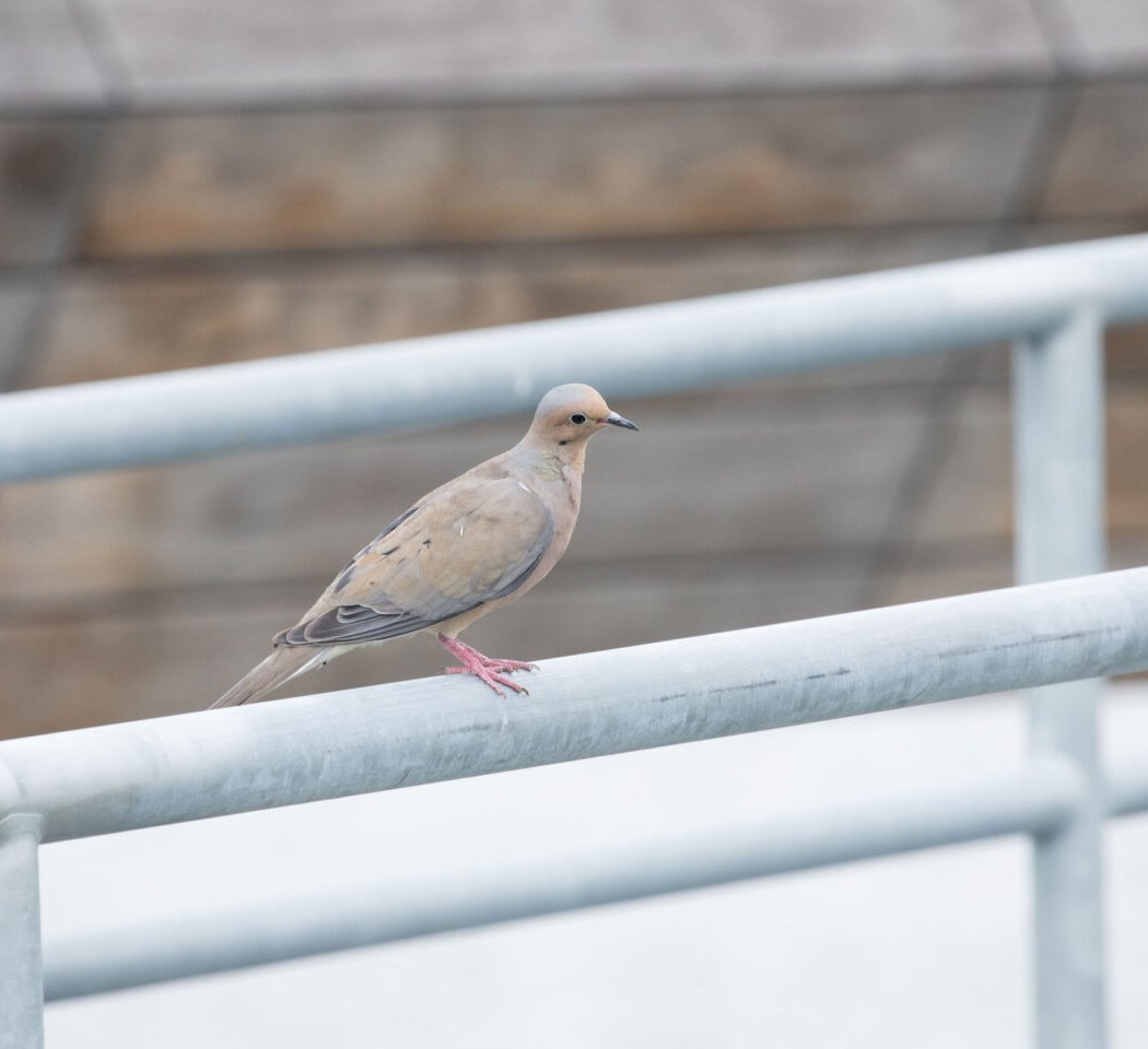 Bird of the Year Awards 1