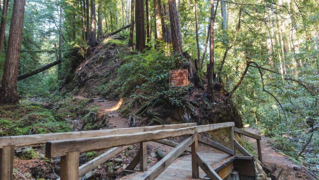 Henry Cowell Redwoods State Park 2
