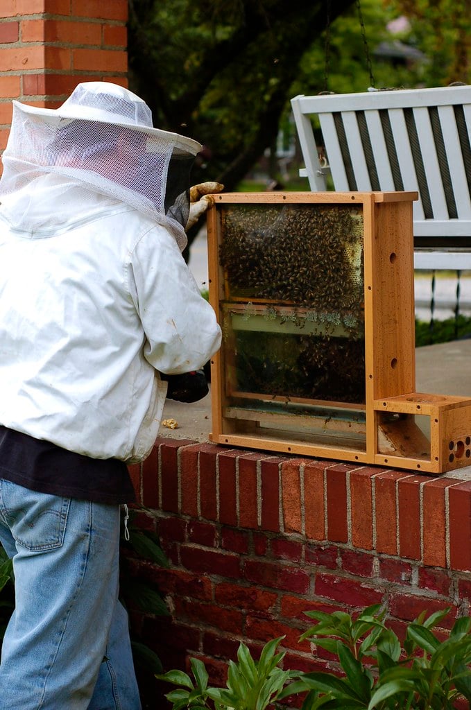 Honeybees Buzzing Through Time 3