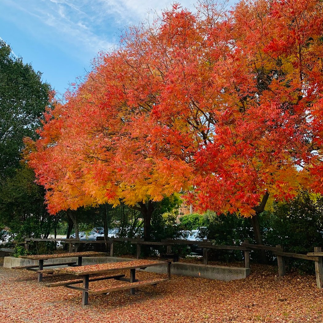 Flood Park 1