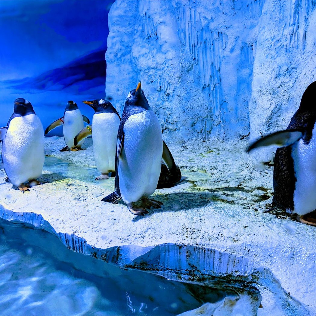 SEA LIFE London Aquarium 4