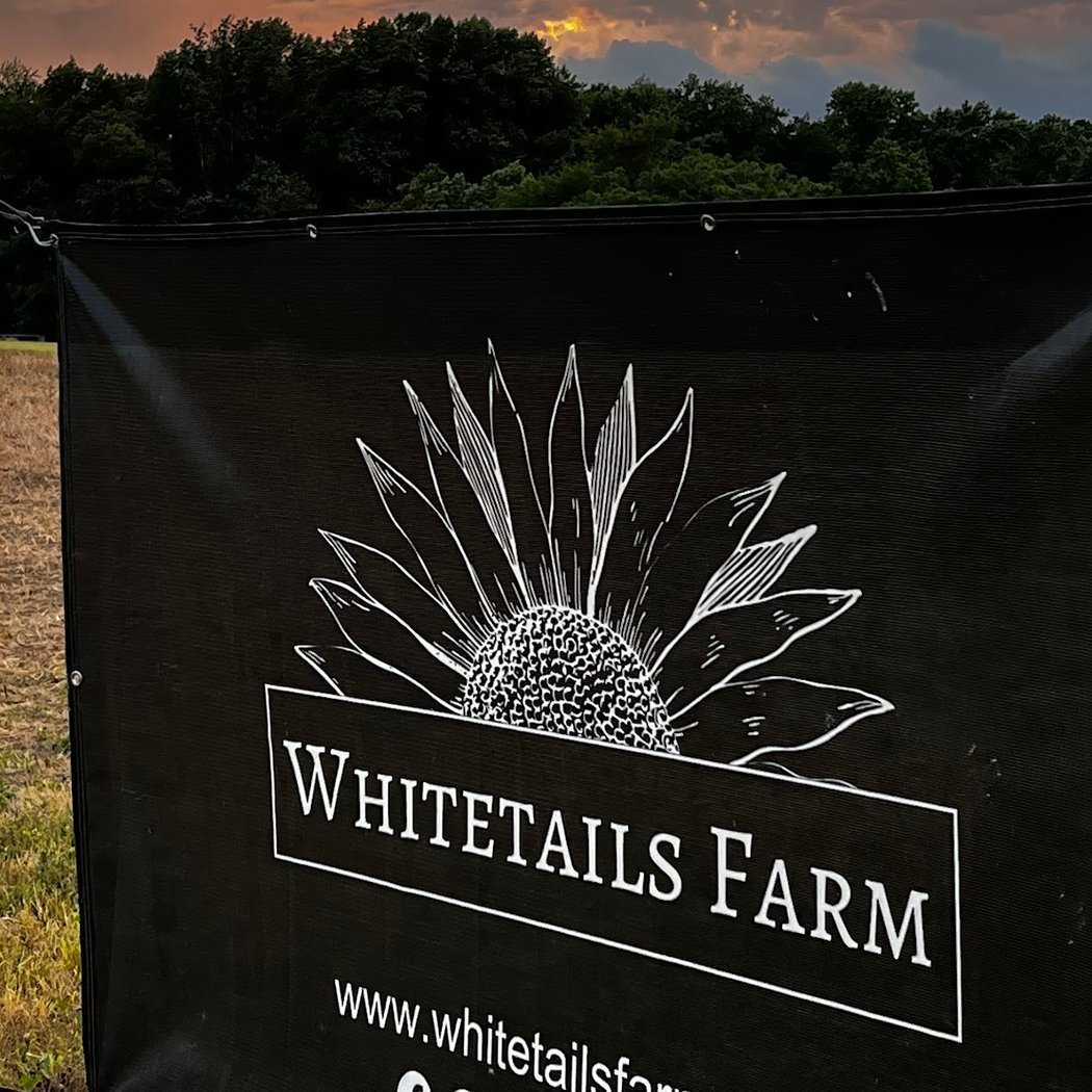 Whitetails Farm - Sunflower Field Experience 2