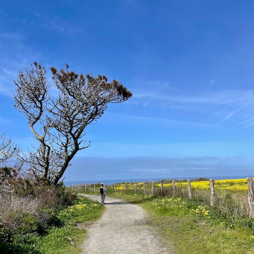 Wild Mustard Super Bloom 3