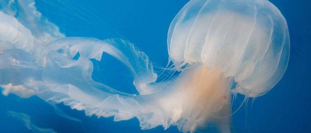 Jelly Dreamscapes 3