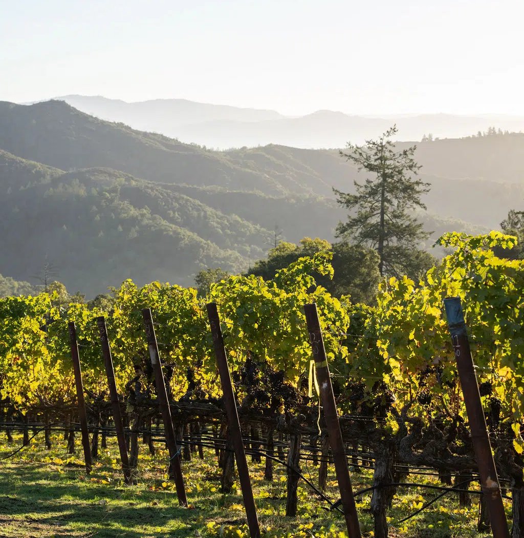 Trinchero Napa Valley Spring Vineyard Brunch 3