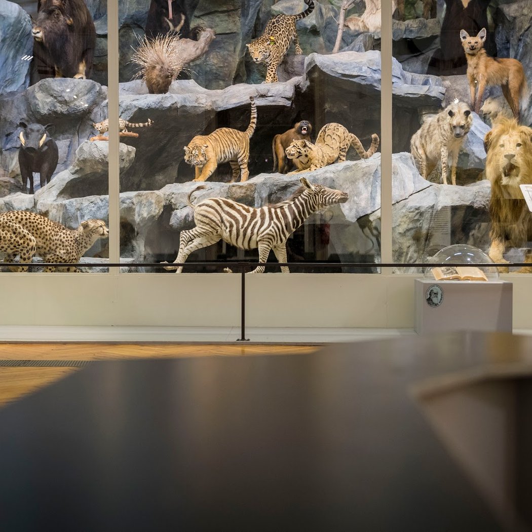 Natural History Museum 2