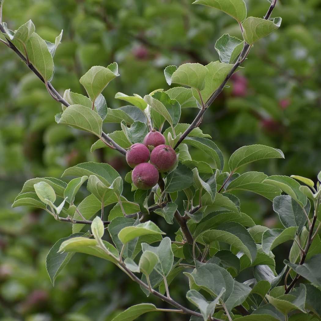 Pennings Orchard 3