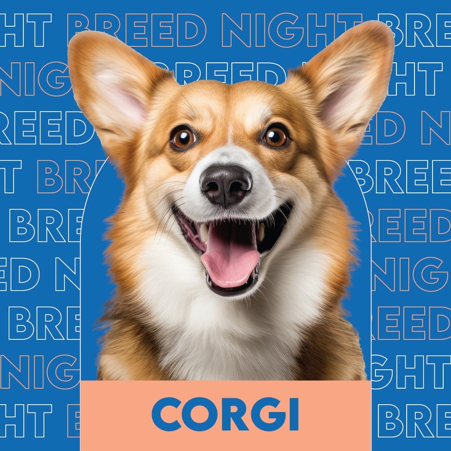 Corgi Breed Night 1