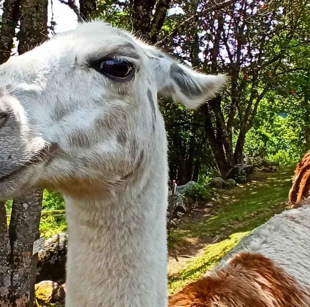 La montagne des Lamas 2